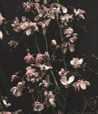 Close-up of blooming magnolia branches with pink and white petals against a dark background, showcasing soft textures and floral beauty.