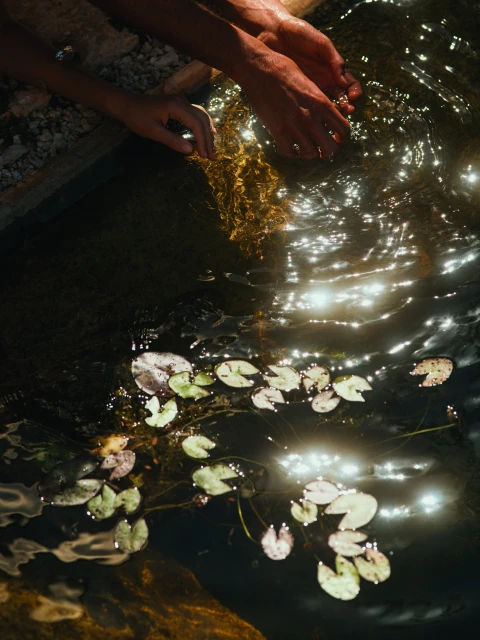 Hands gently touching water with lily pads and aquatic plants, the surface sparkling with sunlight, creating a reflective, natural scene.