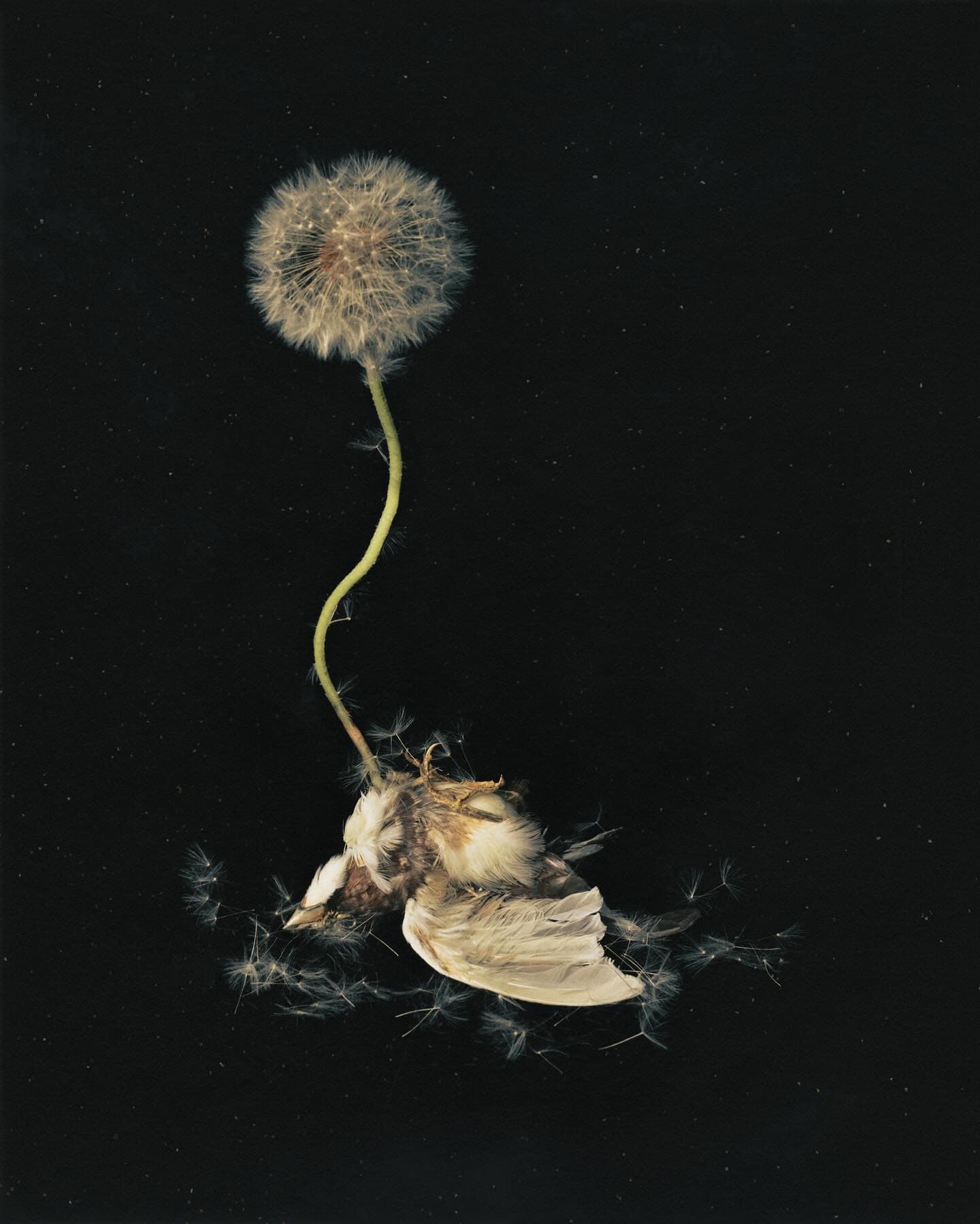 Dandelion with puffball head on a thin stem connected to a decaying flower with flying seeds on a stark black background.