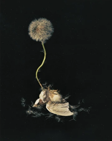 Dandelion with puffball head on a thin stem connected to a decaying flower with flying seeds on a stark black background.