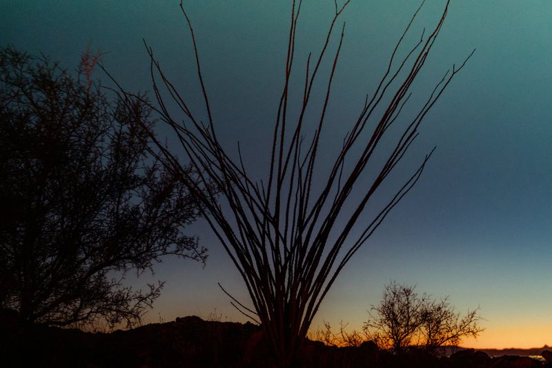 Silhouette of an ocotillo cactus and scrub brush against a colorful twilight sky at dusk in the desert landscape.