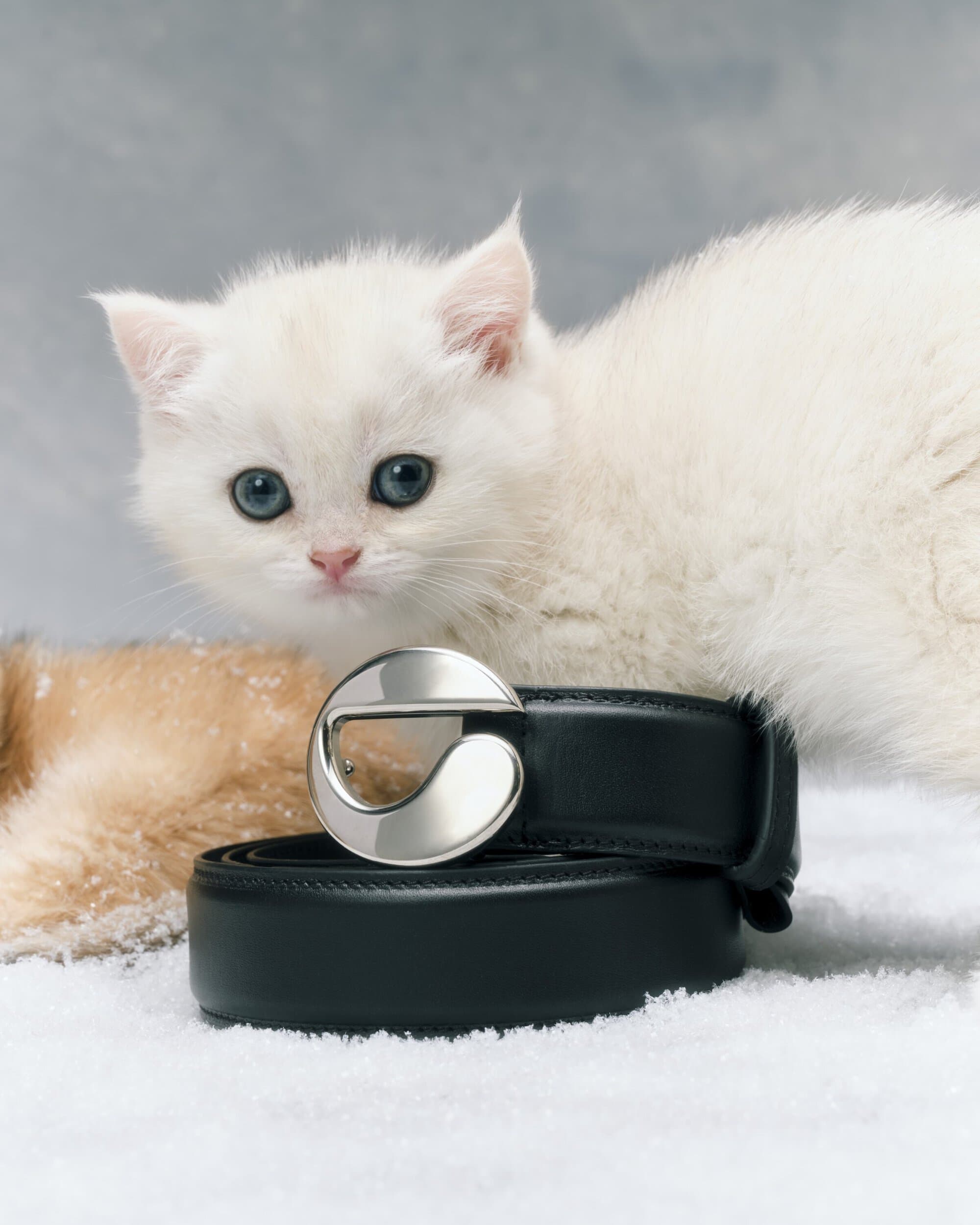 Two kittens with fur in shades of white and tan resting behind a black leather belt with a silver buckle on a snow-like surface.