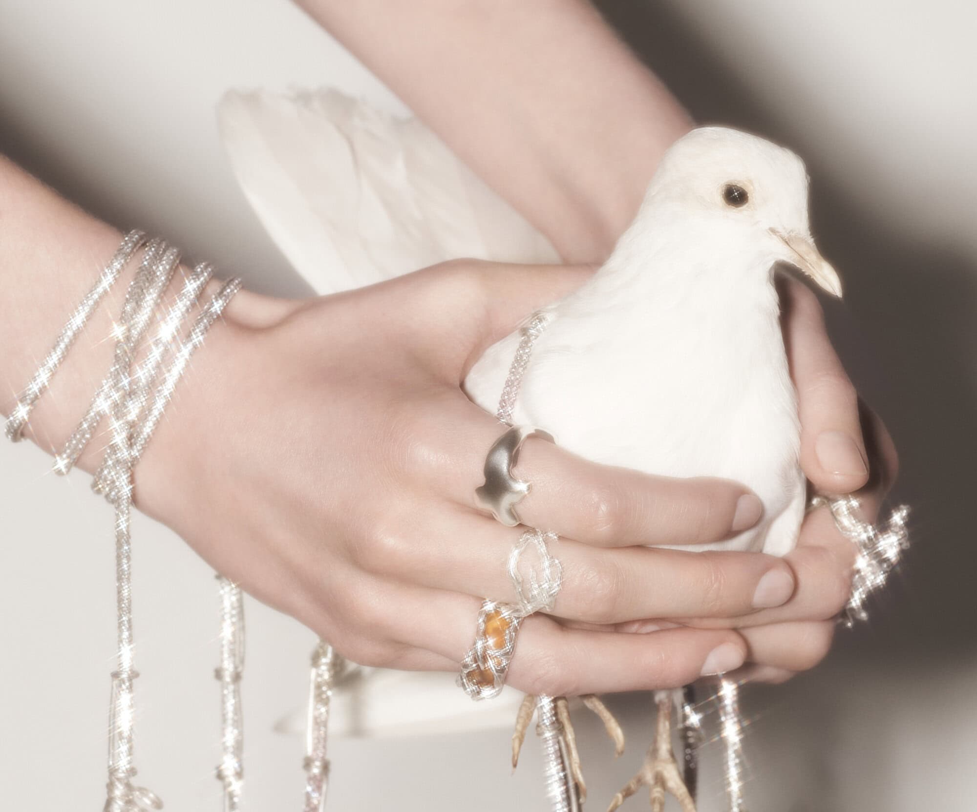 Close-up shot of a person holding a white dove in their hands, wearing multiple rings and bracelets in a bright indoor setting.
