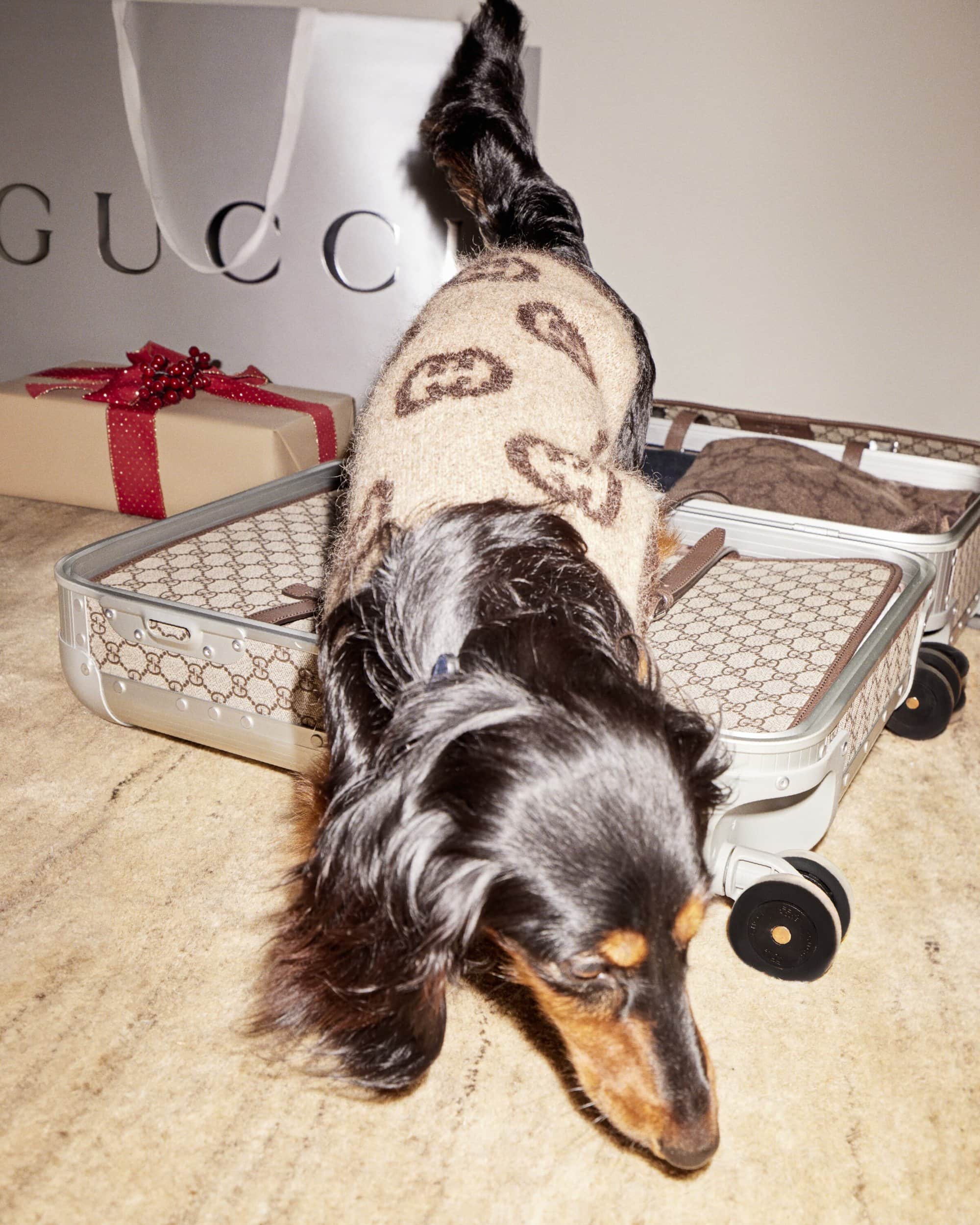 A dachshund is on top of two Gucci suitcases, with a Gucci shopping bag and a gift box with red ribbon in the background.
