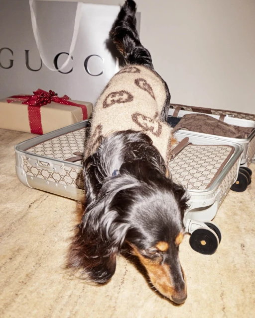 A dachshund is on top of two Gucci suitcases, with a Gucci shopping bag and a gift box with red ribbon in the background.