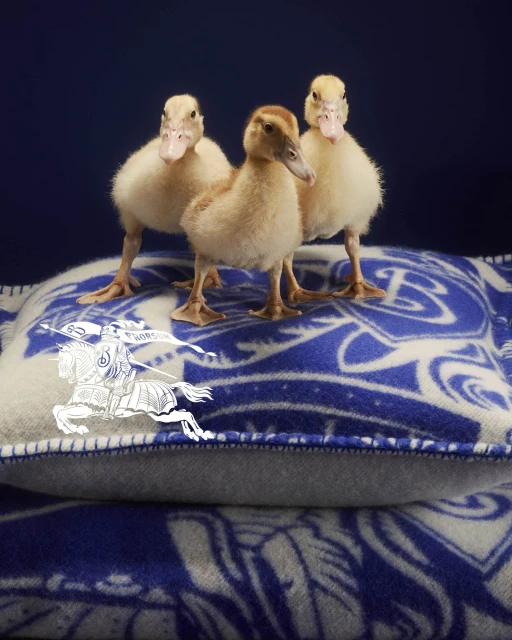 Three fluffy ducklings stand on a blue and white patterned pillow in a bright studio shot, showcasing their soft feathers.