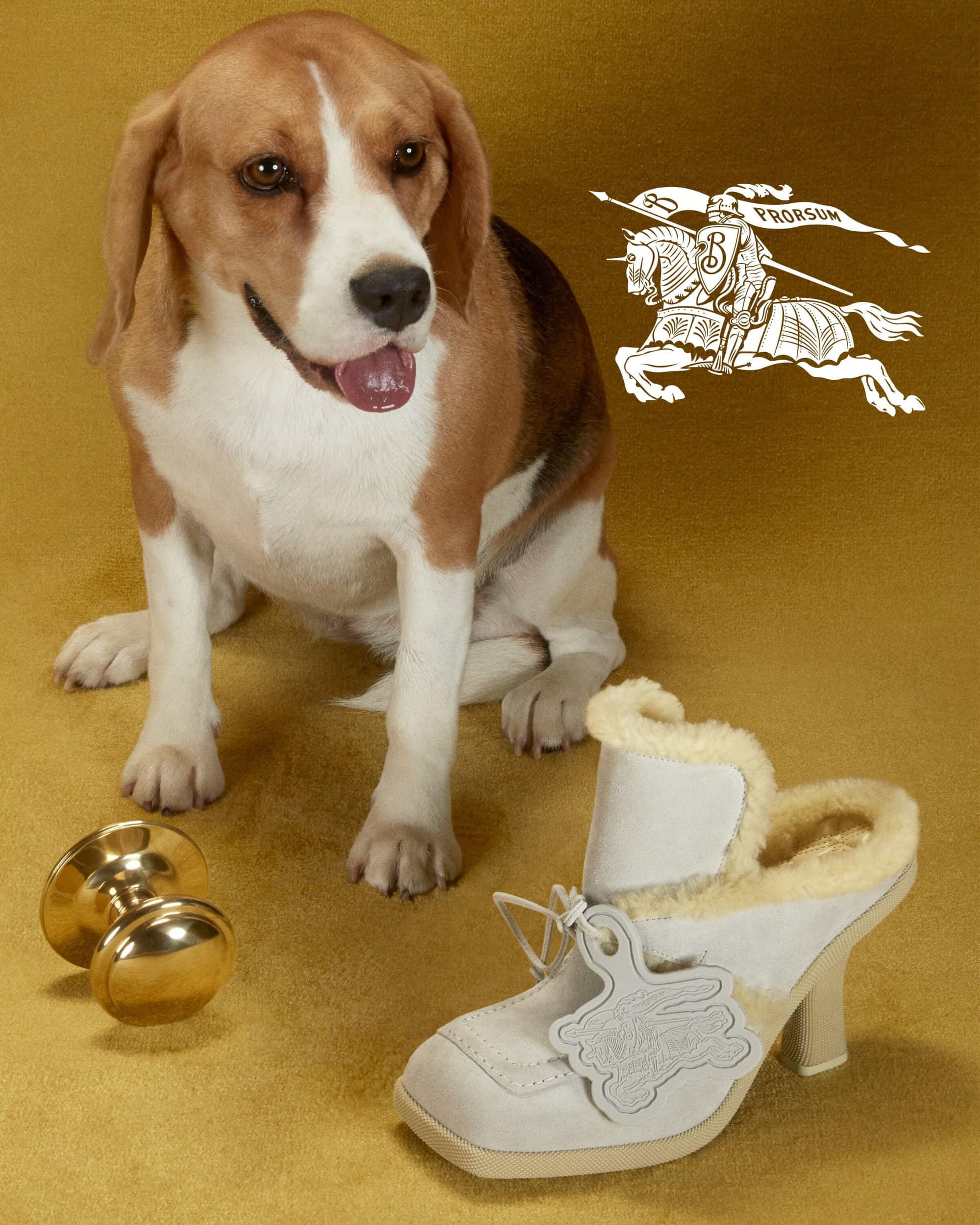 Beagle poses with a high-heeled shoe and brass door knob against an tan background, alongside a faint emblem.