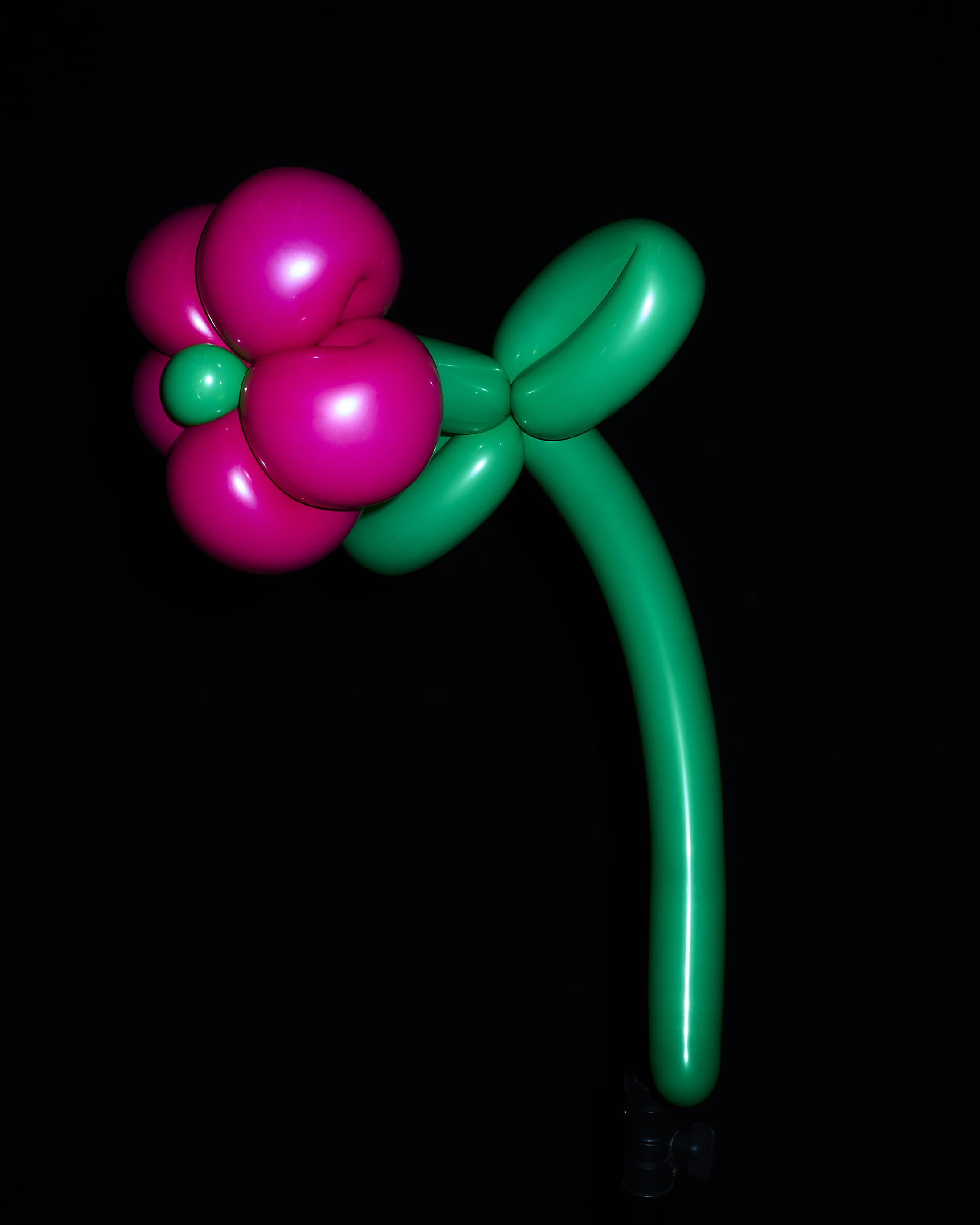 Close-up of a balloon flower in magenta and green against a black background, whimsical and bright.
