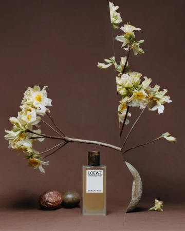 Still life composition of Loewe perfume bottle with white flowering branches and two passion fruits on a brown studio background.