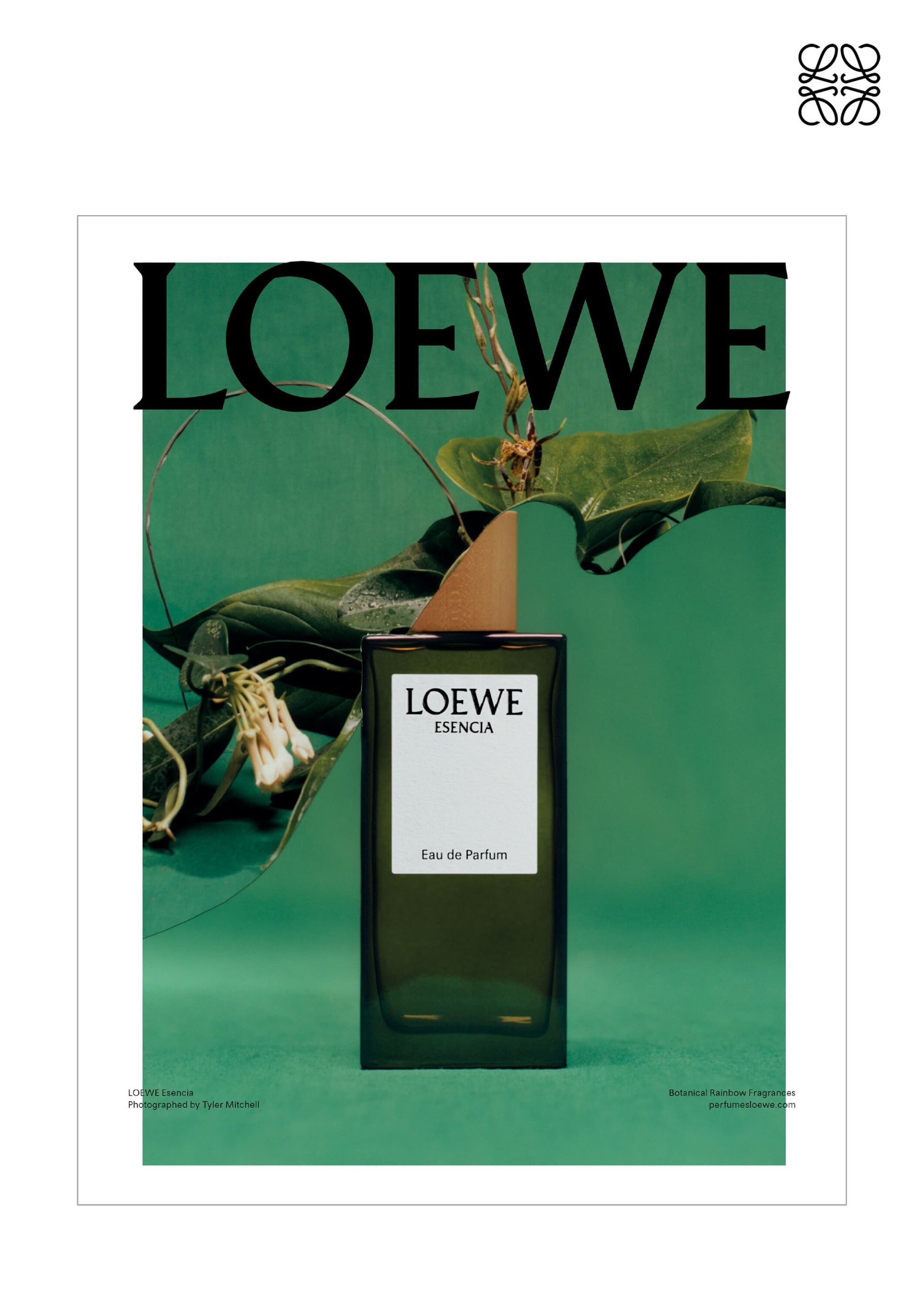 Still-life shot of Loewe Esencia Eau de Parfum with green leaves against a matching green background and the brand's logo above.