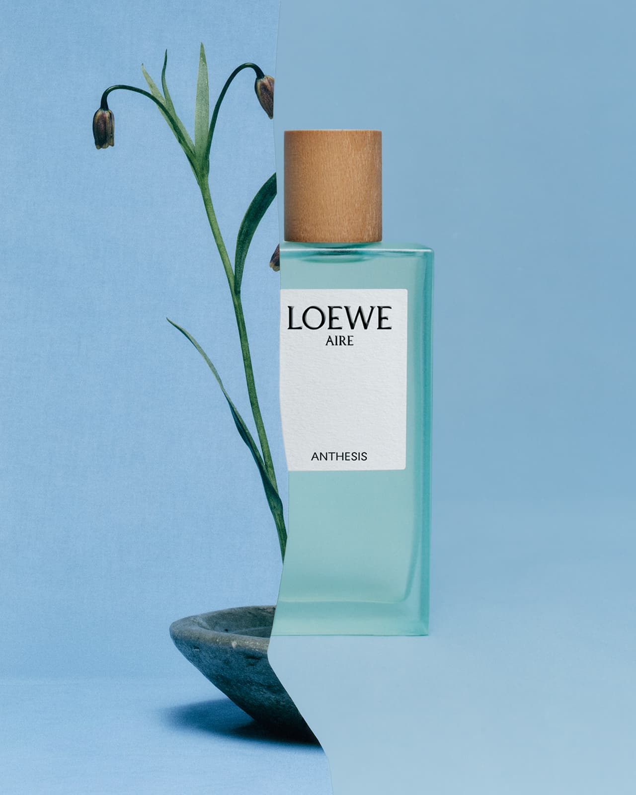 Loewe Aire Anthesis fragrance bottle on a light blue surface with a small stone bowl and plant stem with hanging blooms.
