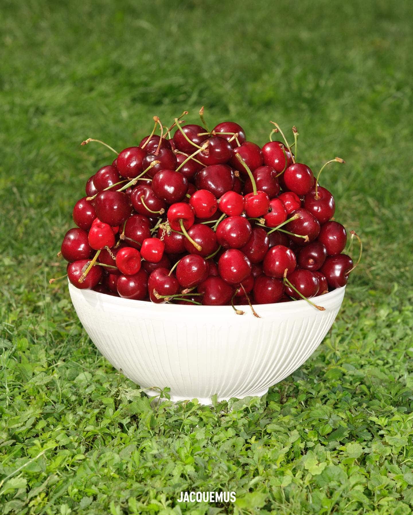 Bowl filled with ripe red cherries sitting on vibrant green grass, bright natural light, simple composition, and lush greenery.