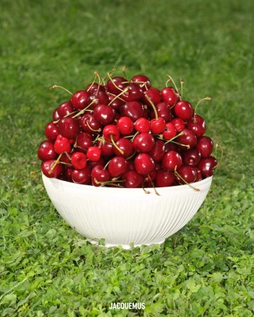 Bowl filled with ripe red cherries sitting on vibrant green grass, bright natural light, simple composition, and lush greenery.