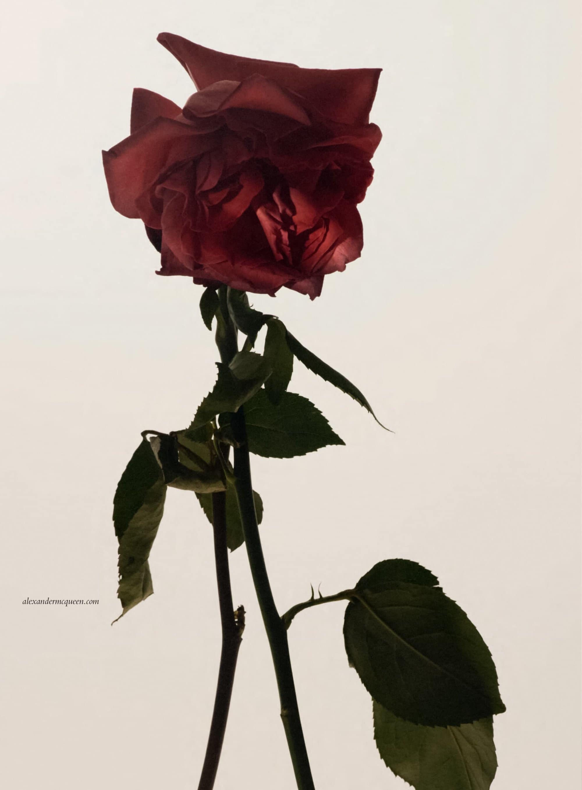 Close-up photo of a dark red rose with green leaves against a bright white background. A natural light and minimalist composition.