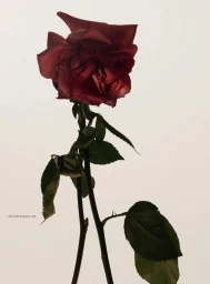 A dark red rose bloom on slender thorny stems with green leaves against an off-white seamless background.