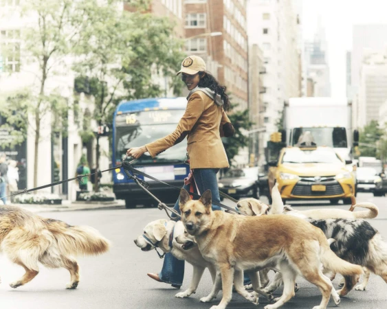 A woman walks multiple dogs on leashes across a city street with a bus and taxi visible in the background on a sunny day.