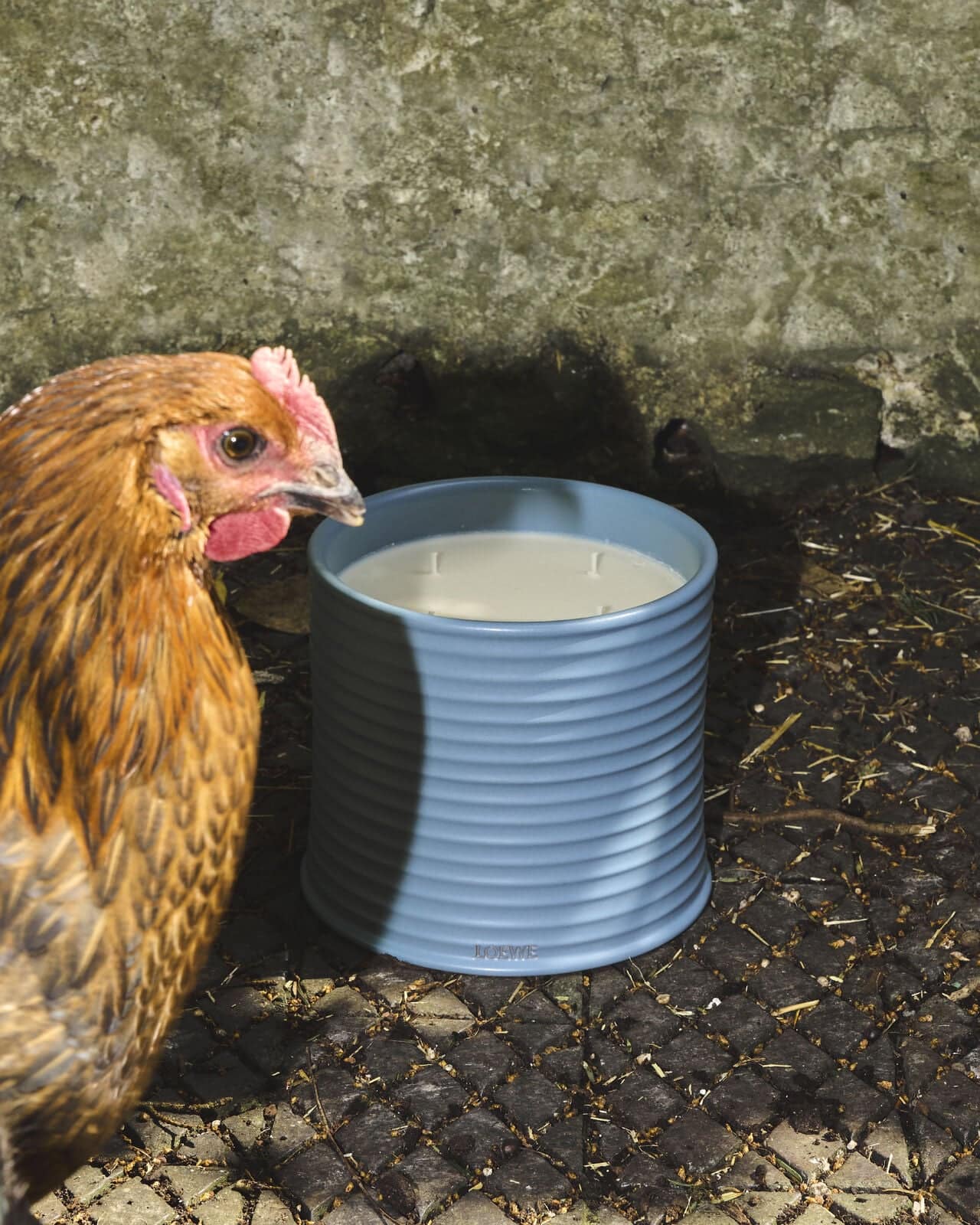 A light brown hen stands beside a cylindrical, light blue candle with a grey stone block wall in the background, casting a shadow.
