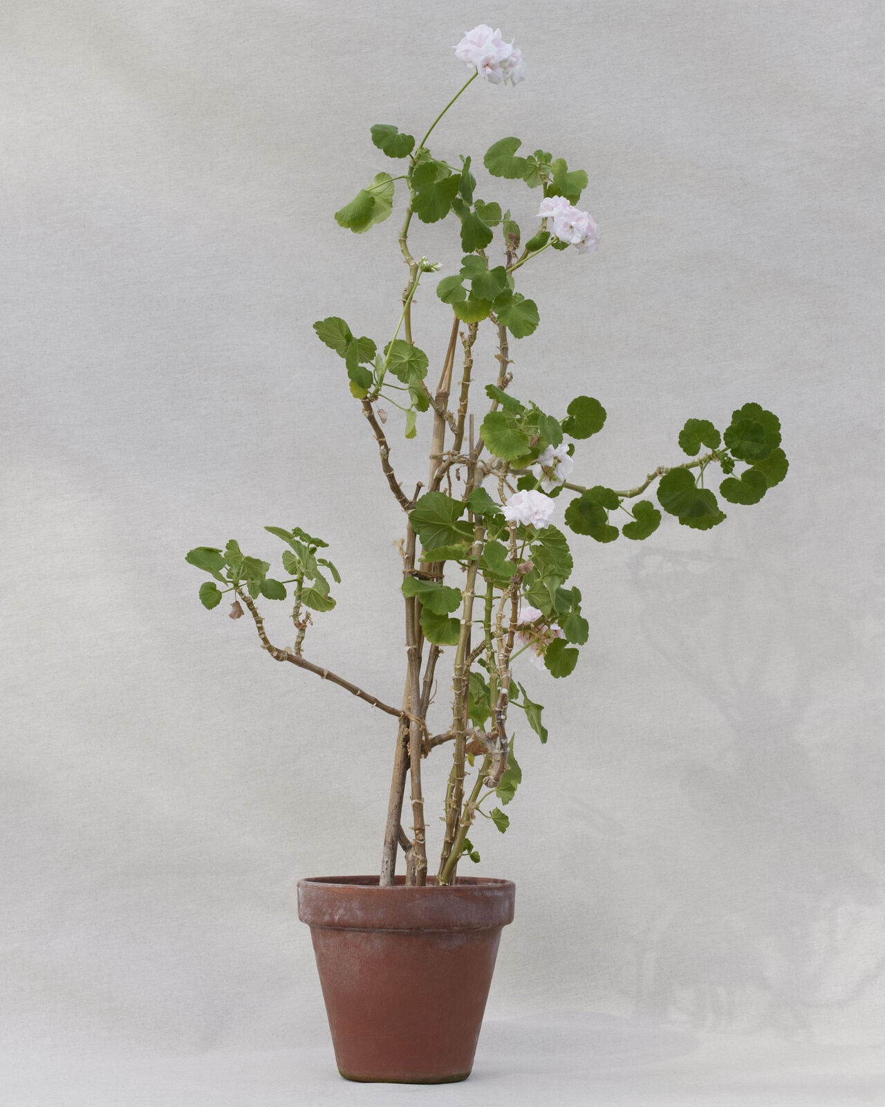 Potted geranium with white blossoms and green leaves in a brown clay pot, set against a pale textured backdrop in a studio.