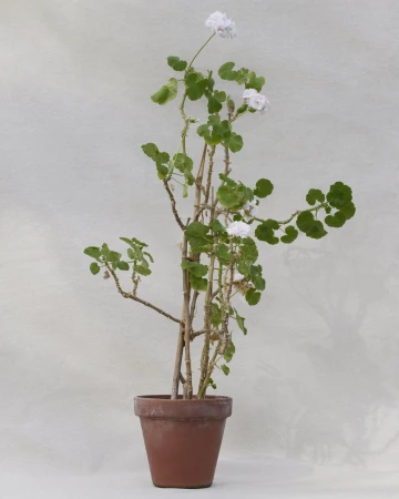 Potted geranium with white blossoms and green leaves in a brown clay pot, set against a pale textured backdrop in a studio.