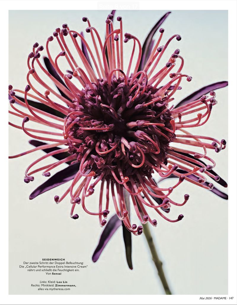 Close-up photography of a pink and purple pincushion protea flower with thin tendrils and dark leaves against a white background.