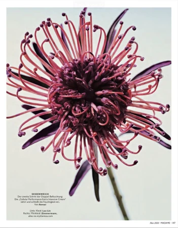 Close-up photography of a pink and purple pincushion protea flower with thin tendrils and dark leaves against a white background.
