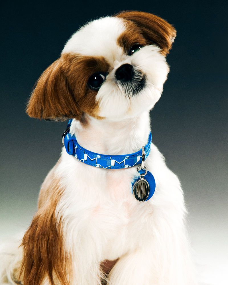 Portrait of a Shih Tzu dog with white and brown fur wearing a blue patterned collar with a tag on a gradient grey background.