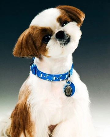 Portrait of a Shih Tzu dog with white and brown fur wearing a blue patterned collar with a tag on a gradient grey background.