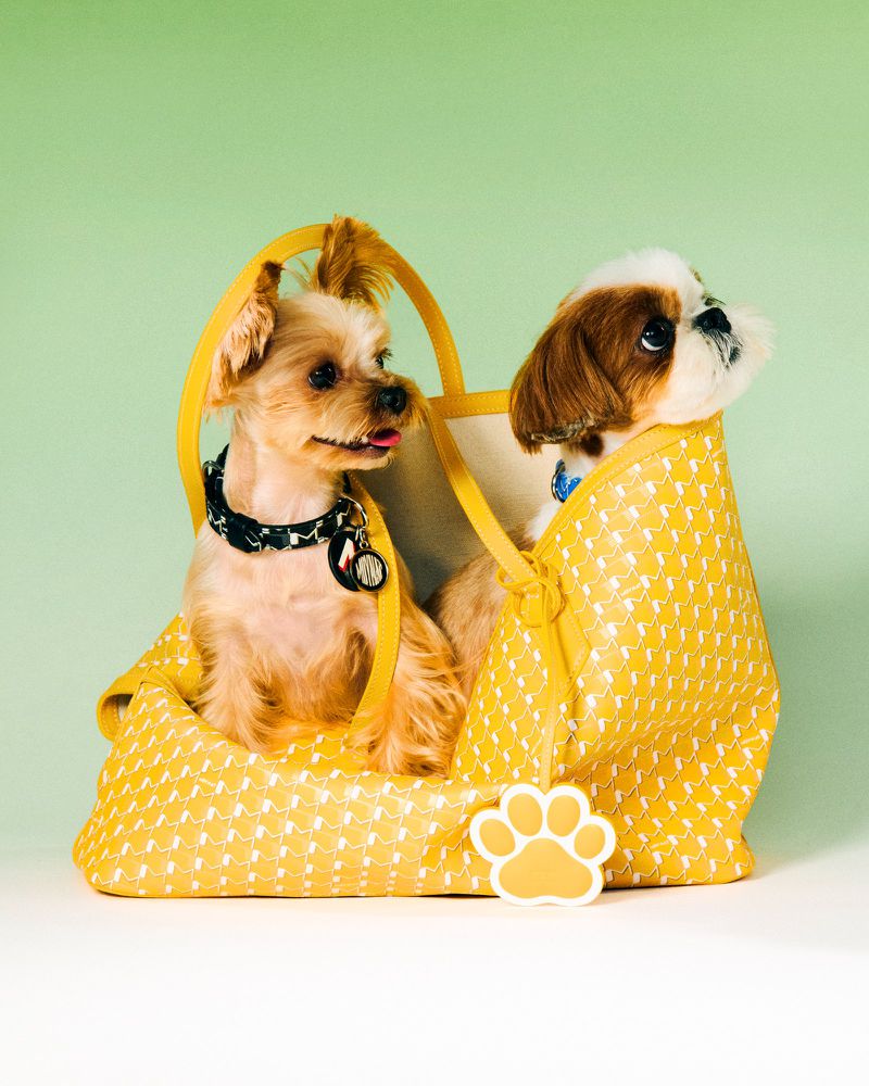 Two small dogs, a Yorkshire terrier and a Shih Tzu, sit inside a bright yellow patterned dog carrier bag, looking alert and curious.