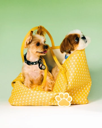 Two small dogs, a Yorkshire terrier and a Shih Tzu, sit inside a bright yellow patterned dog carrier bag, looking alert and curious.