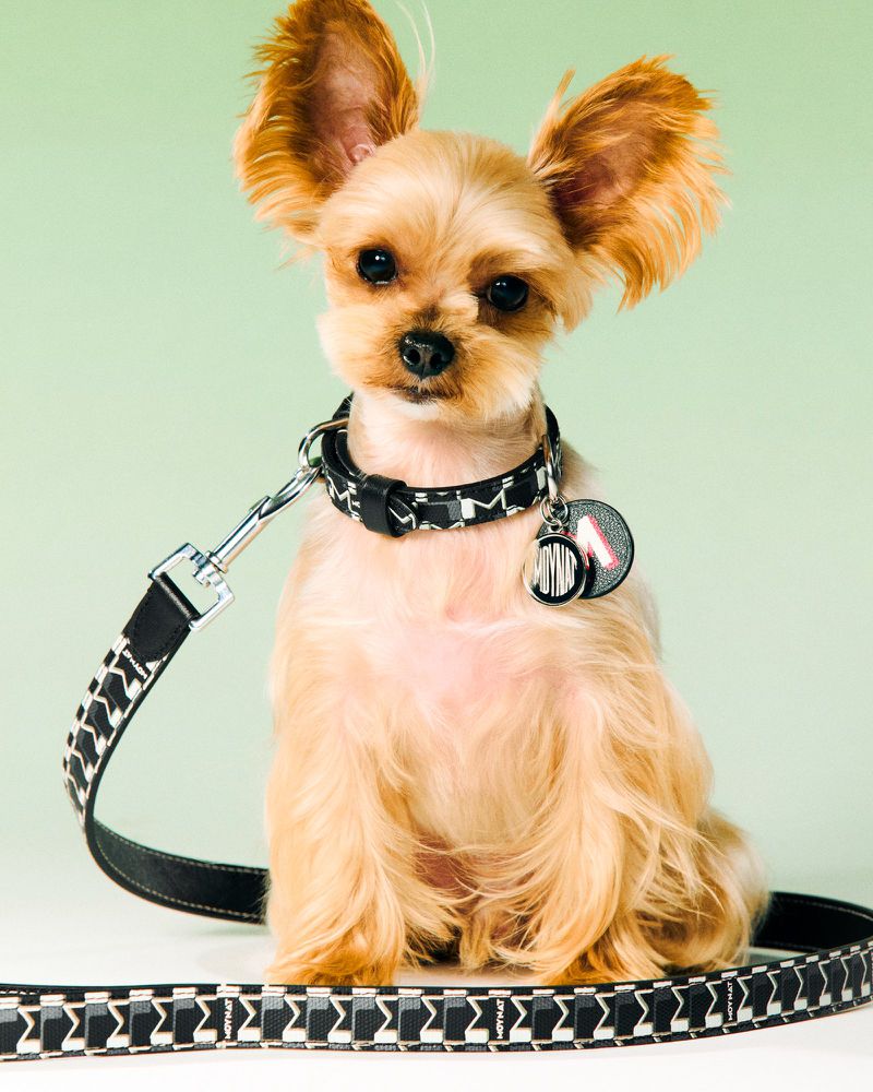 Tan Yorkshire Terrier puppy sitting indoors with a black and white collar and leash on a light green and white backdrop.