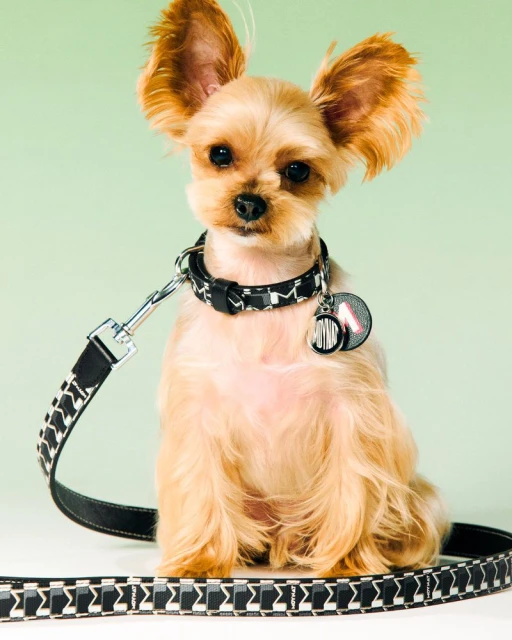 Moynat M Collection - Pet Campaign