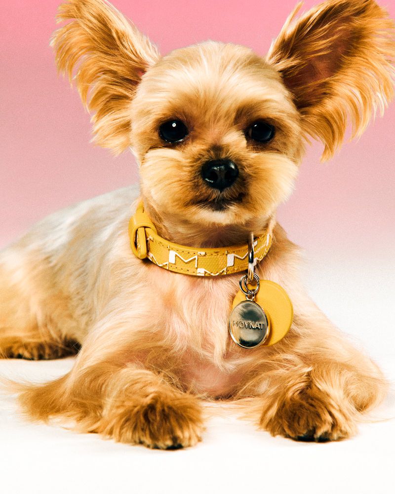 Portrait of a Yorkshire Terrier dog with tan fur, wearing a mustard-yellow collar and tag, lying against a pink and white background.