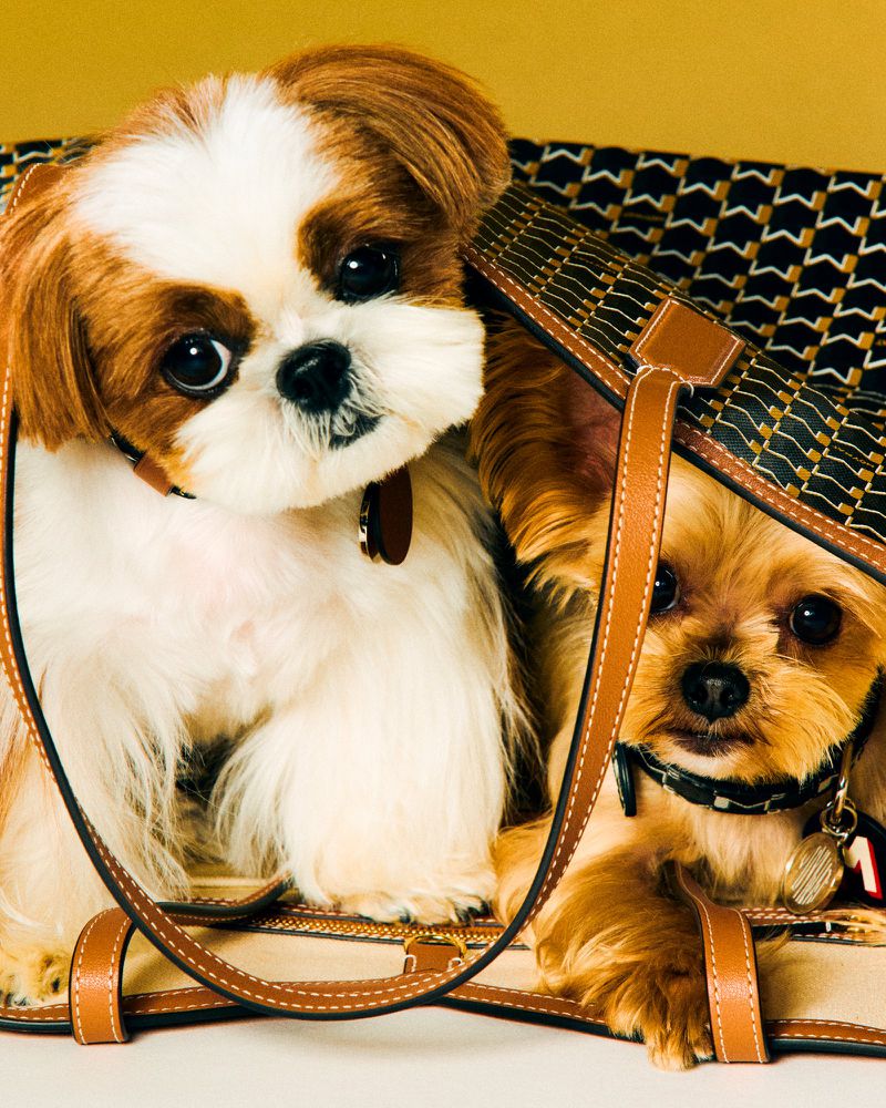 Two small dogs, one white and brown and one tan, sit inside a patterned tote bag with leather straps against a tan background.