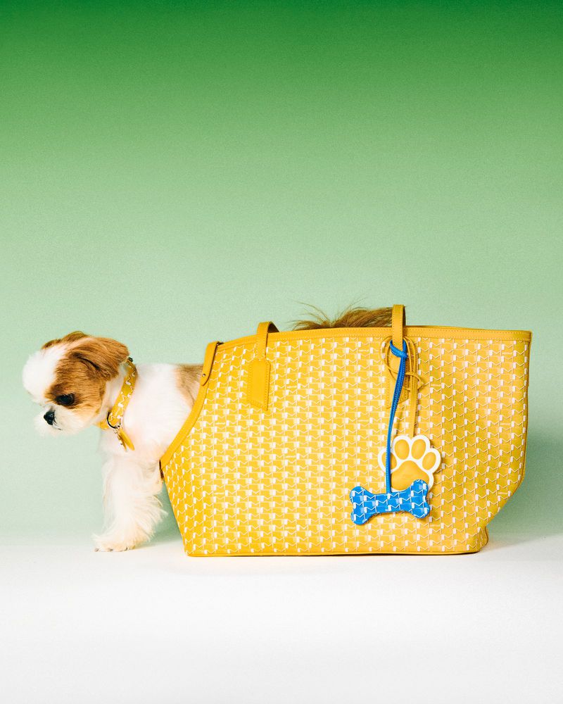 Tan and white Shih Tzu puppy peeks out from a yellow woven tote bag with blue bone and paw print charms against a green background.