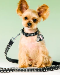 A small fluffy tan dog with large upright ears wearing a patterned black collar and leash against a pale green backdrop.