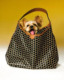 Small dog with pointed ears peering out from inside a black and gold monogram leather handbag against a yellow gradient background