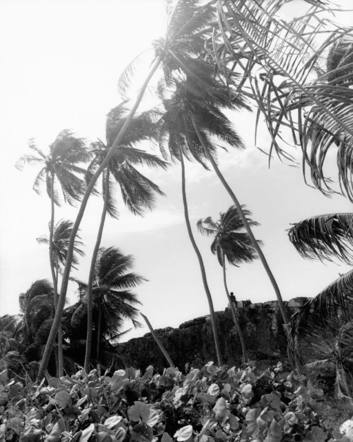 Black and white shot of tropical palm trees blowing in the wind against a cloudy sky, with a stone barrier and vegetation below.