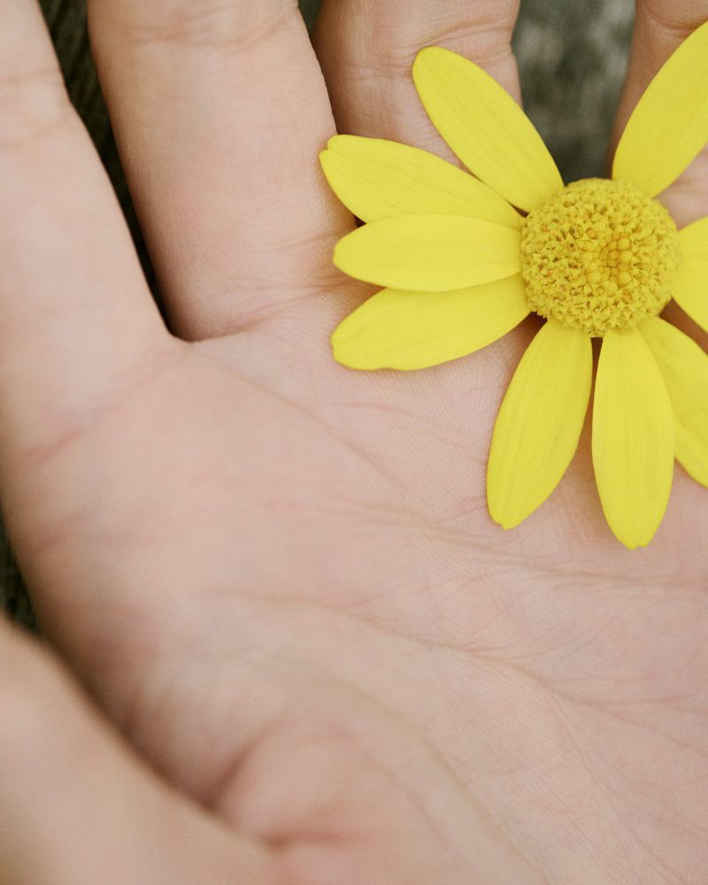 Close-up shot of a human hand holding a vibrant yellow daisy flower, showcasing the contrast between skin texture and floral beauty.