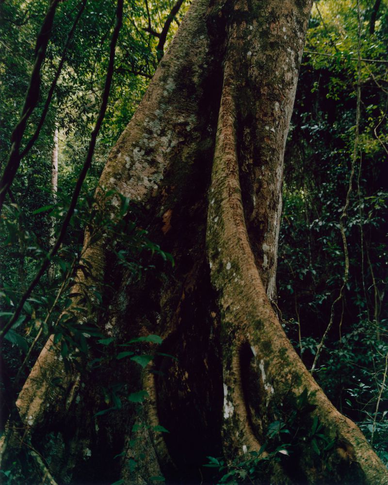 Massive moss-covered buttress tree trunk surrounded by dense green rainforest foliage.