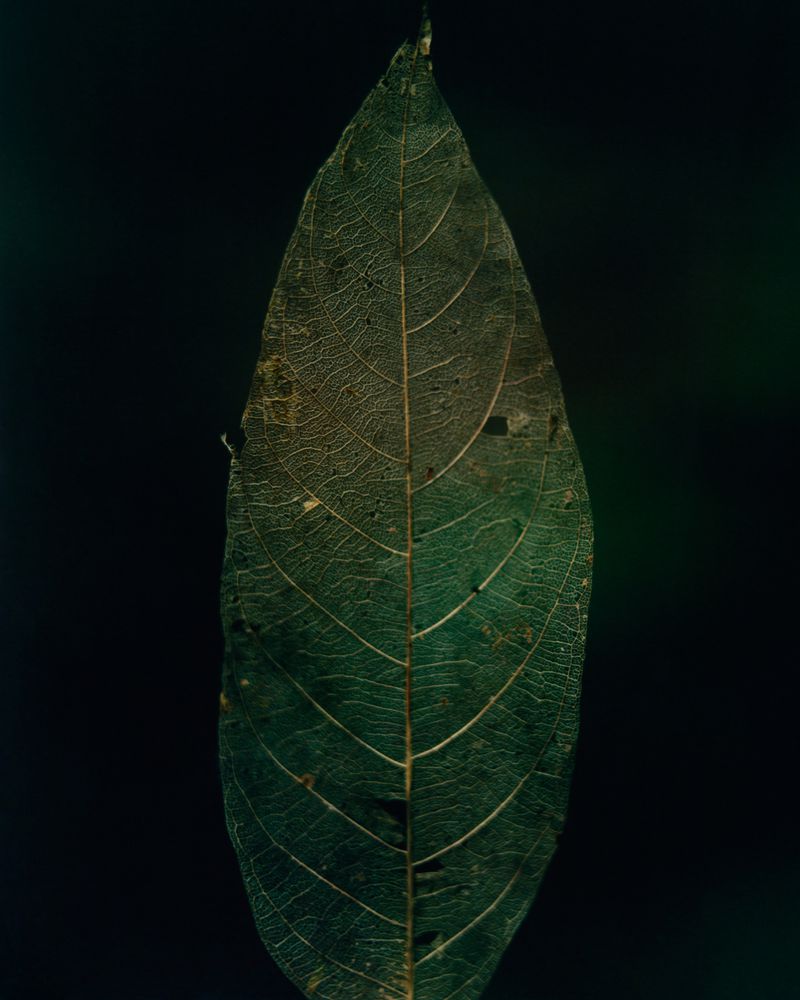 Close-up of a single textured green leaf with detailed skeletal vein patterns against a dark black background.
