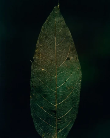 Close-up of a single textured green leaf with detailed skeletal vein patterns against a dark black background.