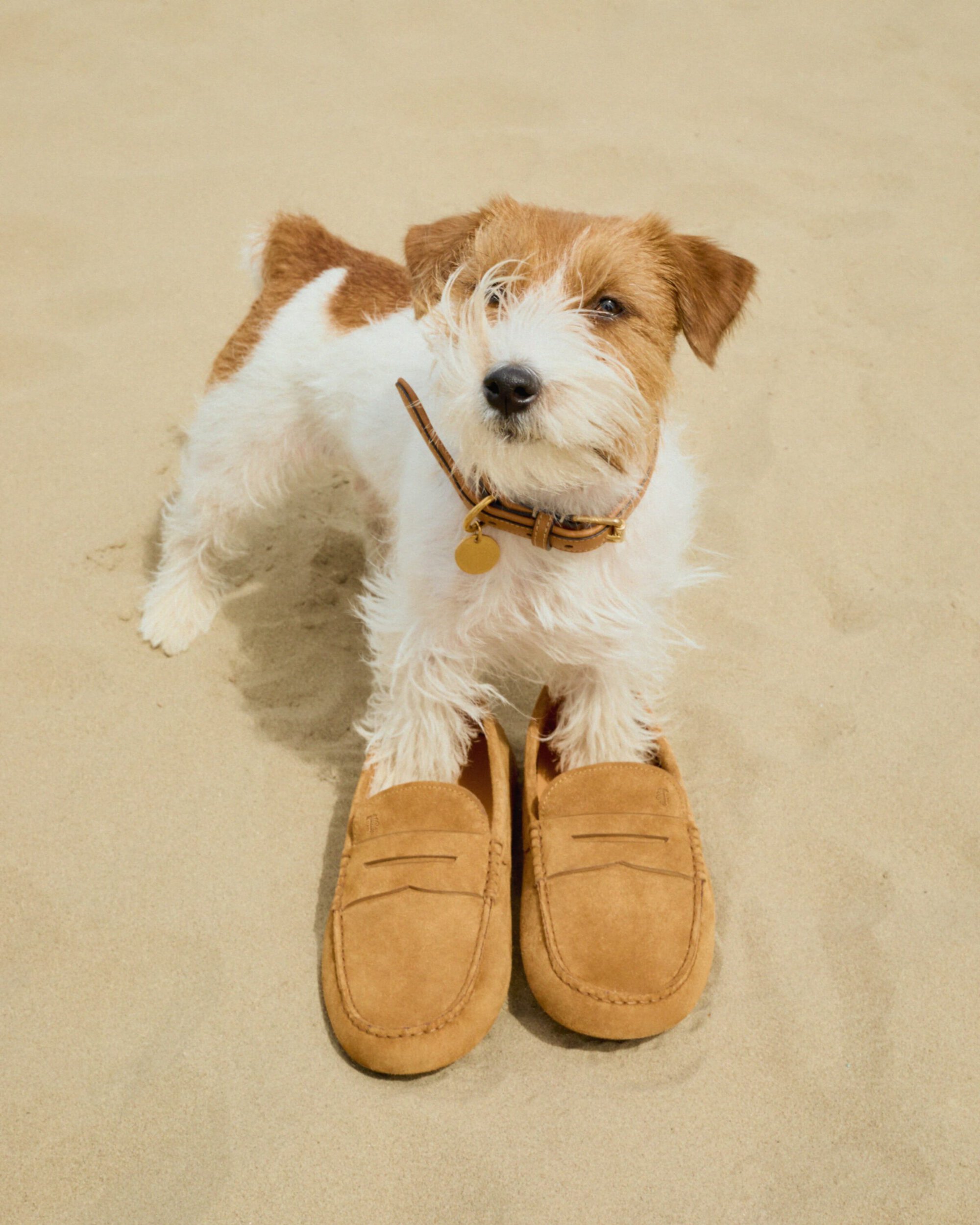 A small white and brown terrier standing with its front paws inside a pair of tan suede loafers on sand.