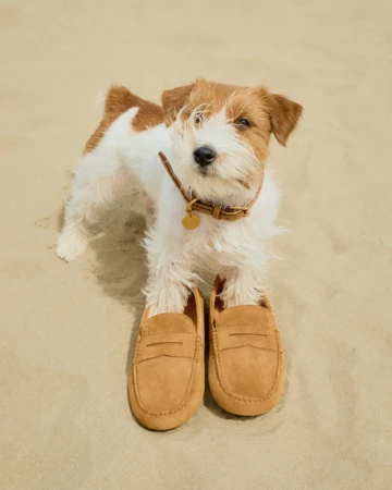 A small white and brown terrier standing with its front paws inside a pair of tan suede loafers on sand.