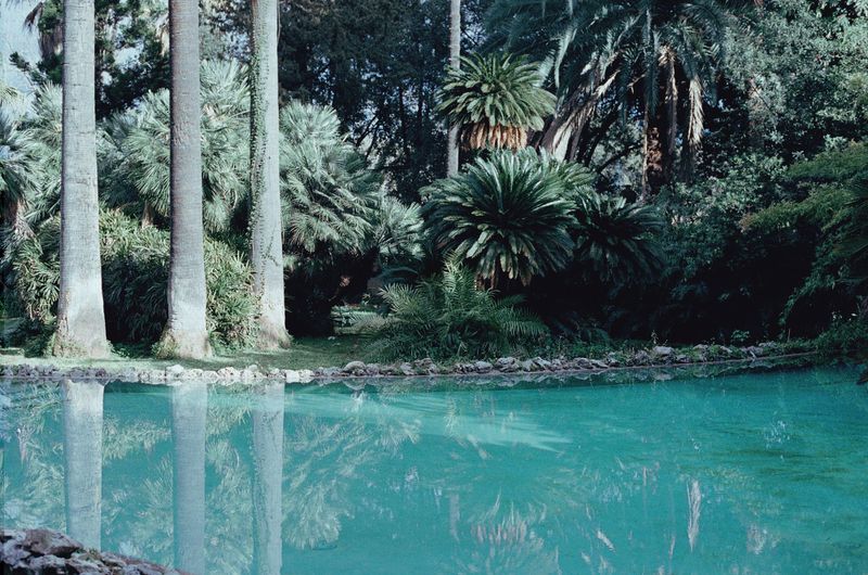 Turquoise garden pond reflecting palm trees and dense lush green subtropical foliage.