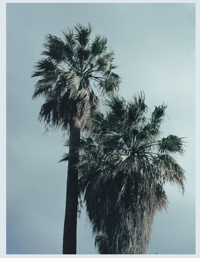 Tall palm trees with textured fronds set against a muted pale blue sky.