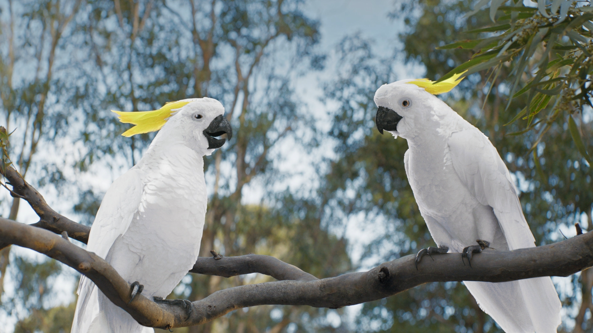 Two sulphur-crested cockatoos perched together on a branch, showcasing their bright yellow crests against a blurred forest backdrop.