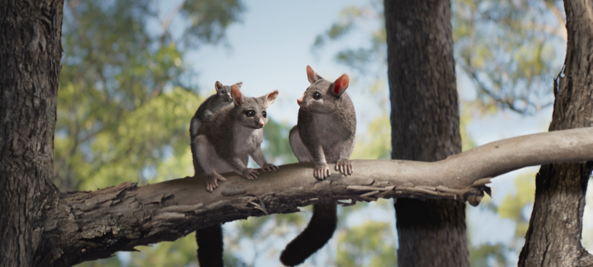 Two adult possums sit on a tree branch with a baby possum riding on one adult's back, surrounded by trees under a blue sky.