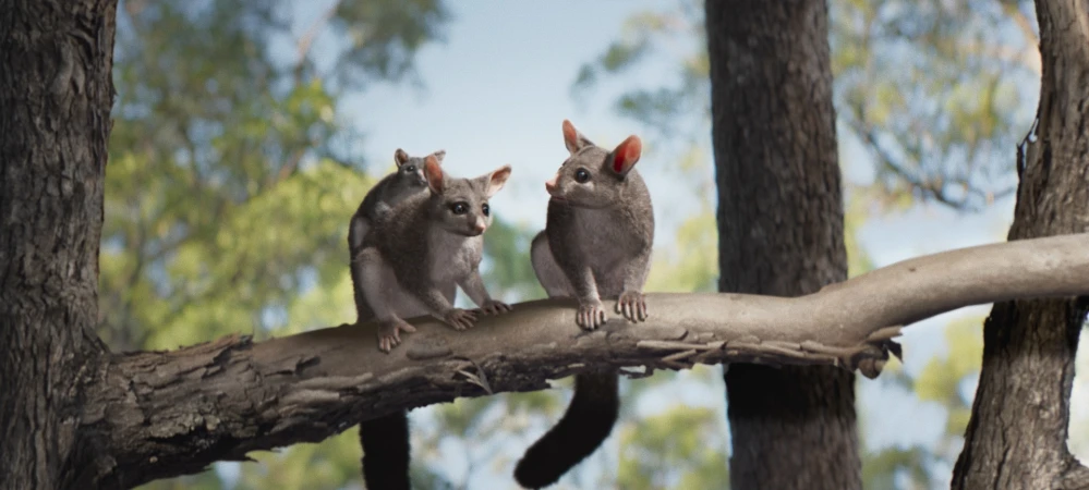 Two adult possums sit on a tree branch with a baby possum riding on one adult's back, surrounded by trees under a blue sky.