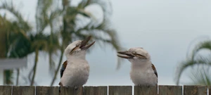 Two kookaburra birds perched on a wooden fence with soft palm trees in the background under natural daylight.