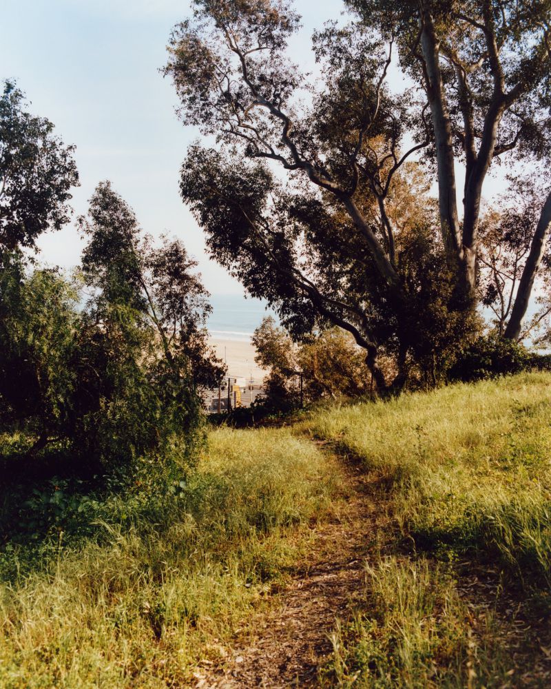 A narrow dirt path cutting through a grassy slope surrounded by mature eucalyptus trees overlooking the ocean.